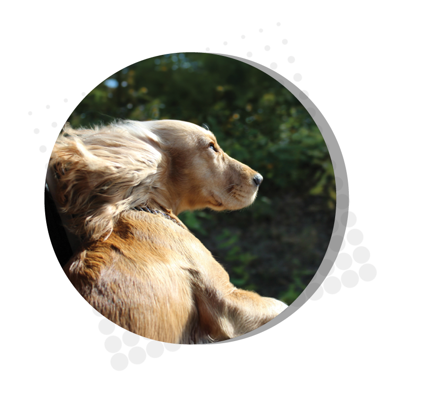 king charles spaniel dog head out car window with ears blowing in wind