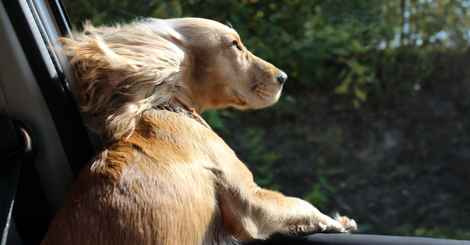 dog with head out car window ears blowing in the wind.
