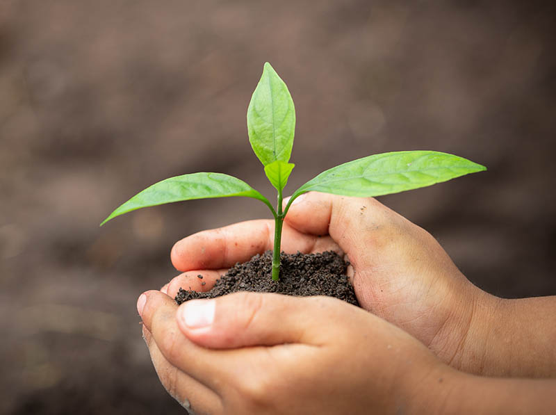 hands holding plant