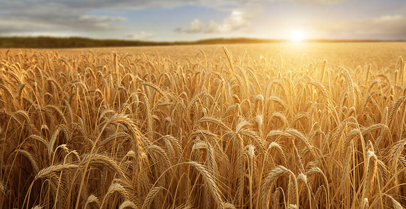 wheat field